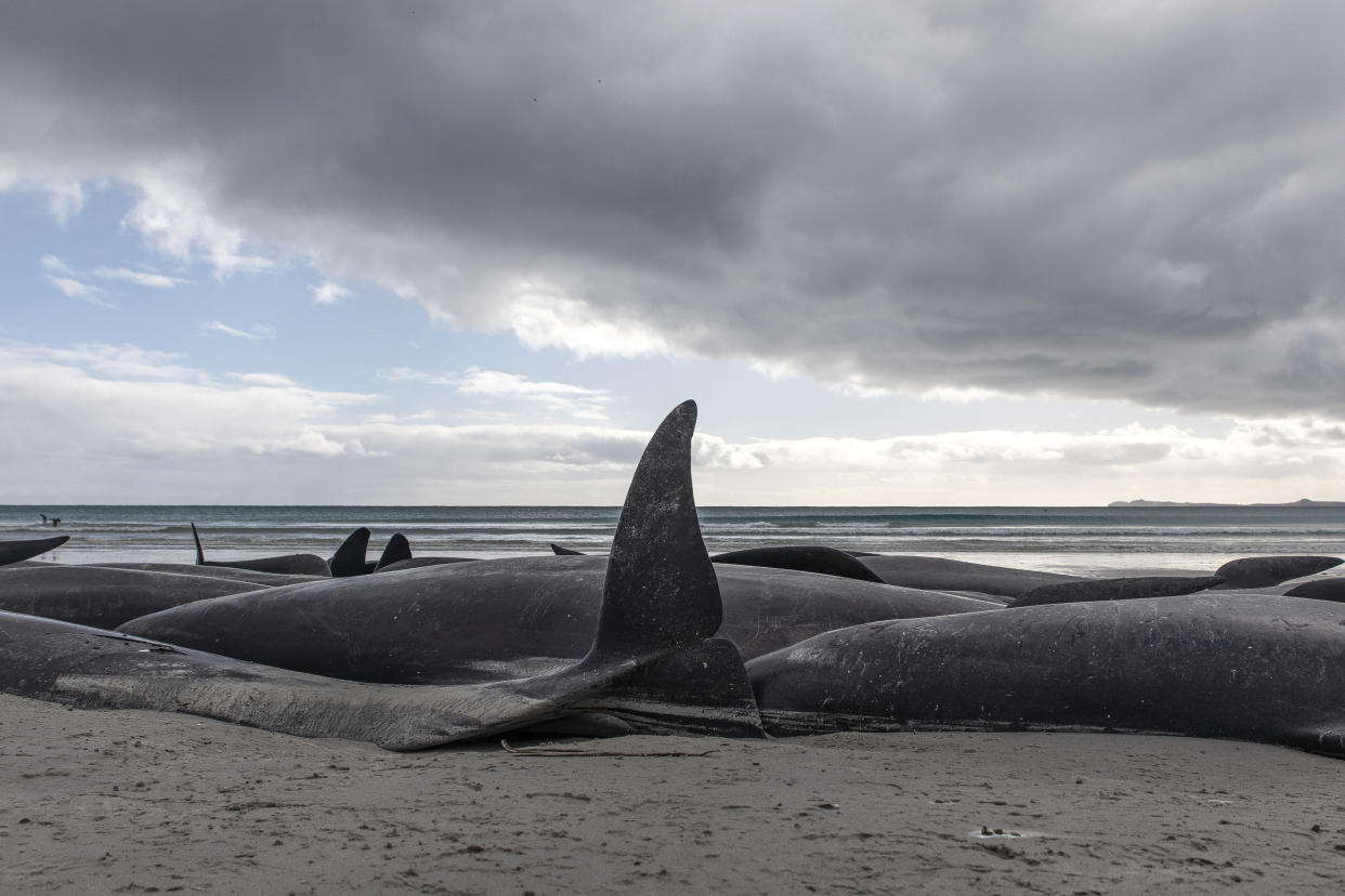 A string of dead pilot whales line the beach at Tupuangi Beach, Chatham Islands, in New Zealand's Chatham Archipelago, Saturday, Oct. 8, 2022. Some 477 pilot whales have died after stranding themselves on two remote New Zealand beaches over recent days, officials say. (Tamzin Henderson via AP)