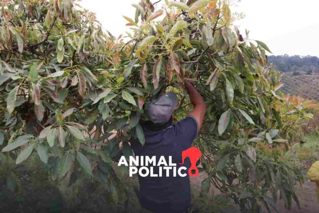 Producción de aguacate en Guerrero 