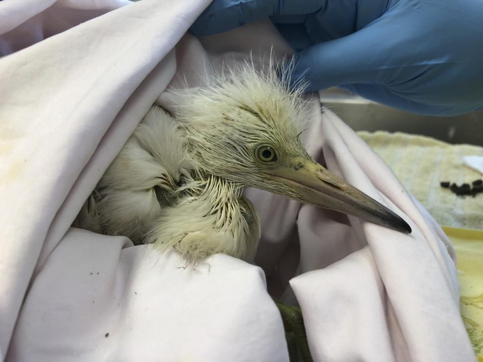 A rescued snowy egret is shown at the International Bird Rescue in Fairfield, Calif., Wednesday, July 17, 2019. An animal rescue group is asking for help caring for dozens of baby snowy egrets and black-crowned night herons left homeless last week after a tree fell in downtown Oakland. (AP Photo/Haven Daley)