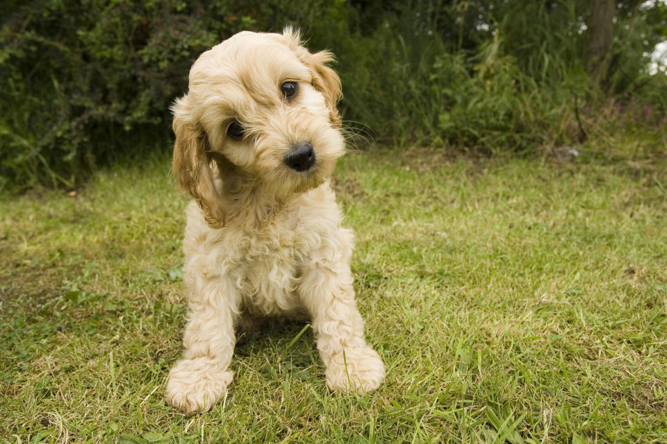 7. Cockapoo