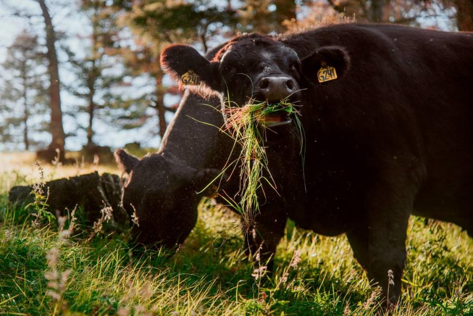 Alderspring Ranch cattle graze in the understory of open Douglas fir forest at the Forest Service Hat Creek Range. The Elzinga family, which owns Alderspring, will graze this spot for only a few minutes once every three to six years.