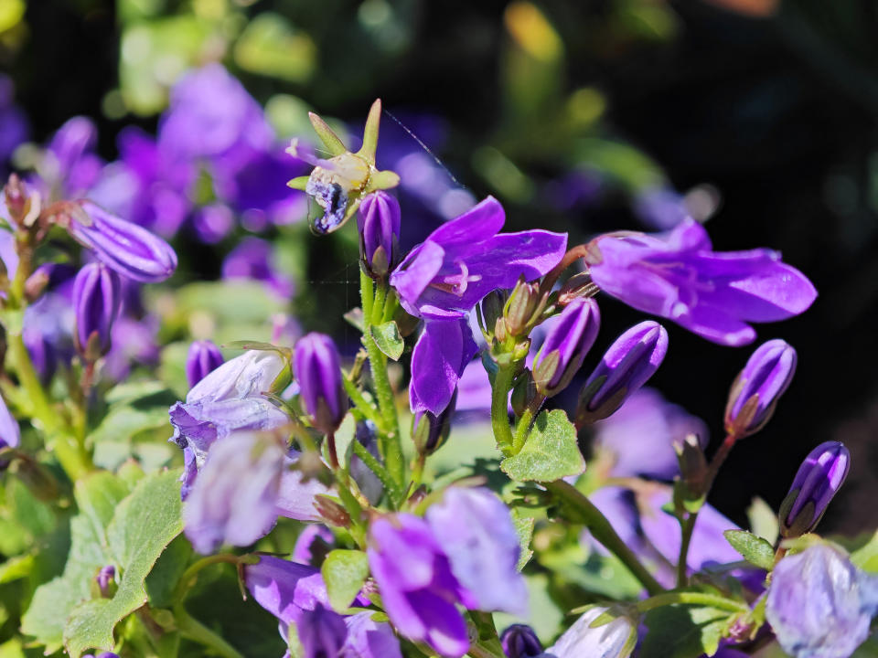 A picture of purple flowers taken with a Xiaomi 13 Pro