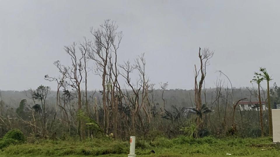 Trees stand stripped of leaves following Typhoon Mawar outside Hagatna, Guam, Thursday. (Grace Garces Bordallo/AP)