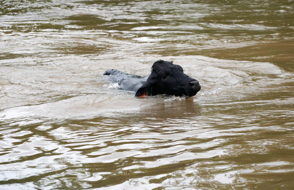 Animals rescued in the aftermath of Harvey