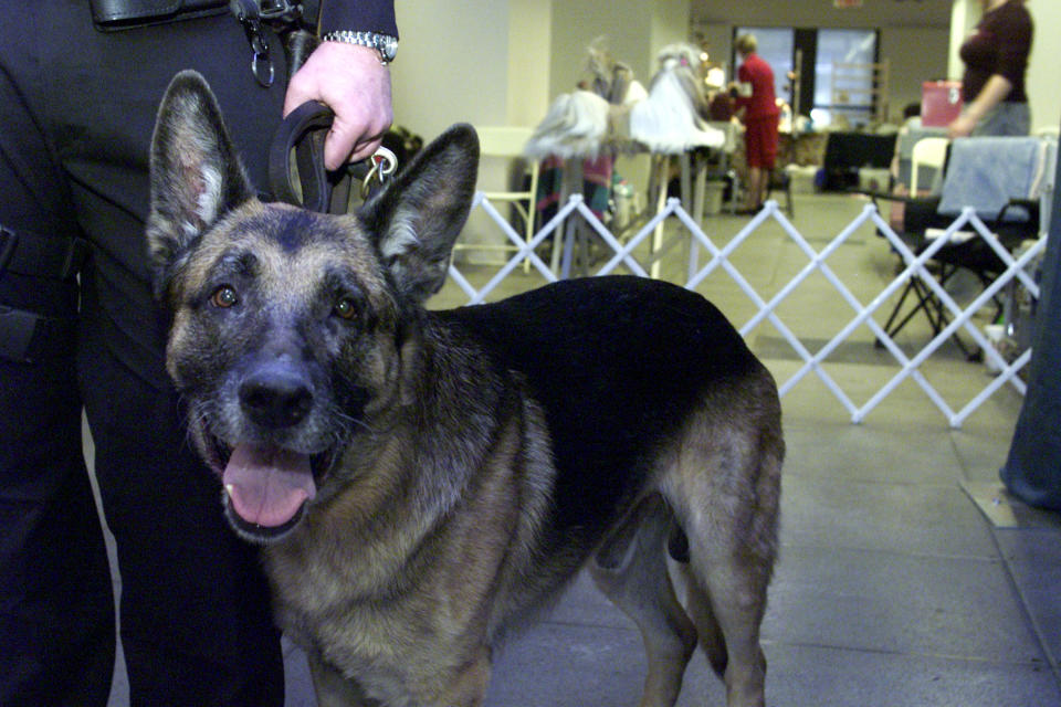 World Trade Center Search and Rescue dog, Apollo, attends the New York Specialty Dog Show February 9, 2002 in New York City. Apollo was the first Search and Rescue dog on site after the collapse of the World Trade Center September 11, 2001 in New York. Apollo and his handler, New York Police K-9 officer Peter Davis, received the Langden Sarter award from the American Kenel Club (AKC). A check for $400,000 was given from the AKC to the Federal Emergency Management Agency (FEMA) for studies on the health affects of exposure to the World Trade Center site on dogs like Apollo. (Photo by George Best/Getty Images)