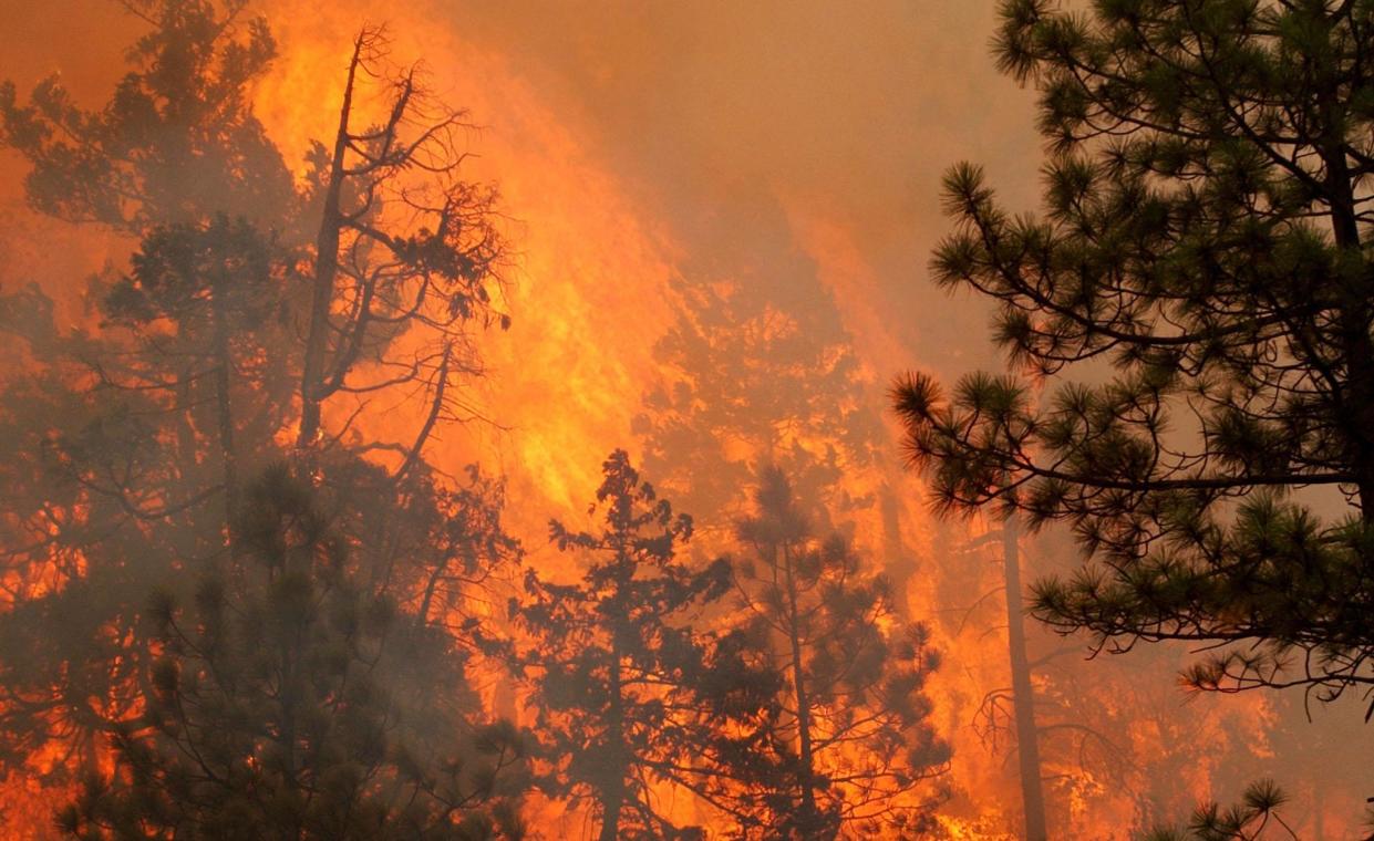 Flames rip through the Siskiyou National Forest after Hot Shot fire crews lit a burnout fire August 4, 2002 in O'Brien, Oregon: Justin Sullivan/Getty Images