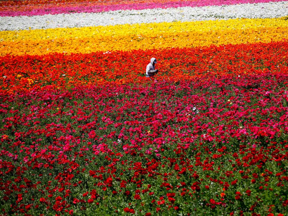 A field of pink, white, yellow, and red flowers with a person standing amongst them from a distance