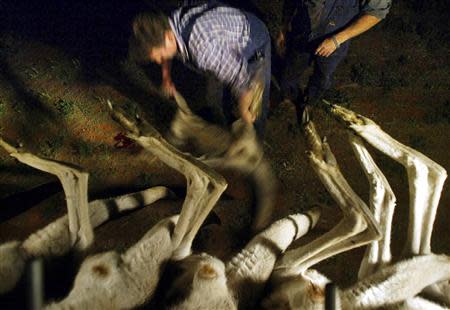 A professional kangaroo shooter drags a kangaroo carcass towards his truck during his nightly hunt near the Australian outback town of Narrandera, located over 600 kilomtres south-west of Sydney in this file picture taken on October 4, 2002. REUTERS/David Gray/Files