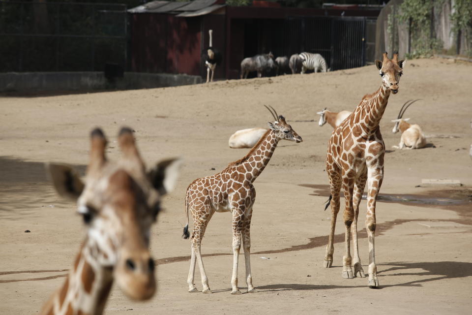A two-month-old giraffe, center, stands in her enclosure at the Chapultepec Zoo in Mexico City, Sunday, Dec. 29, 2019. The Mexico City zoo is celebrating its second baby giraffe of the year. She will be named via a public vote. (AP Photo/Ginnette Riquelme)