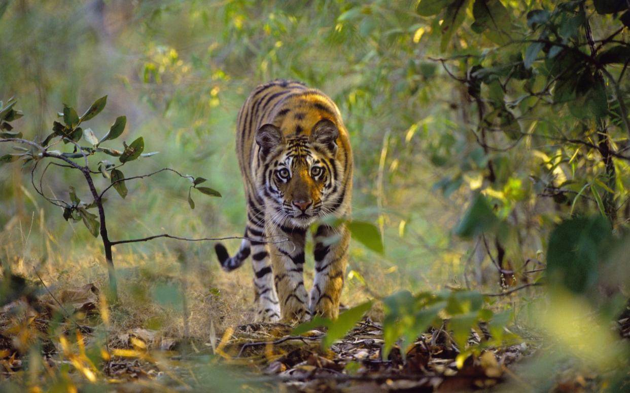 Tiger numbers are rising in India, but traps are still a major risk to the big cats - Getty Images Fee