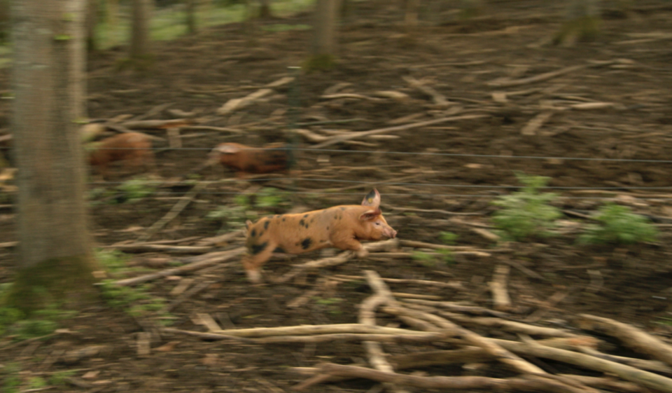 The piglets were running wild at Clarkson's Farm. (Prime Video)