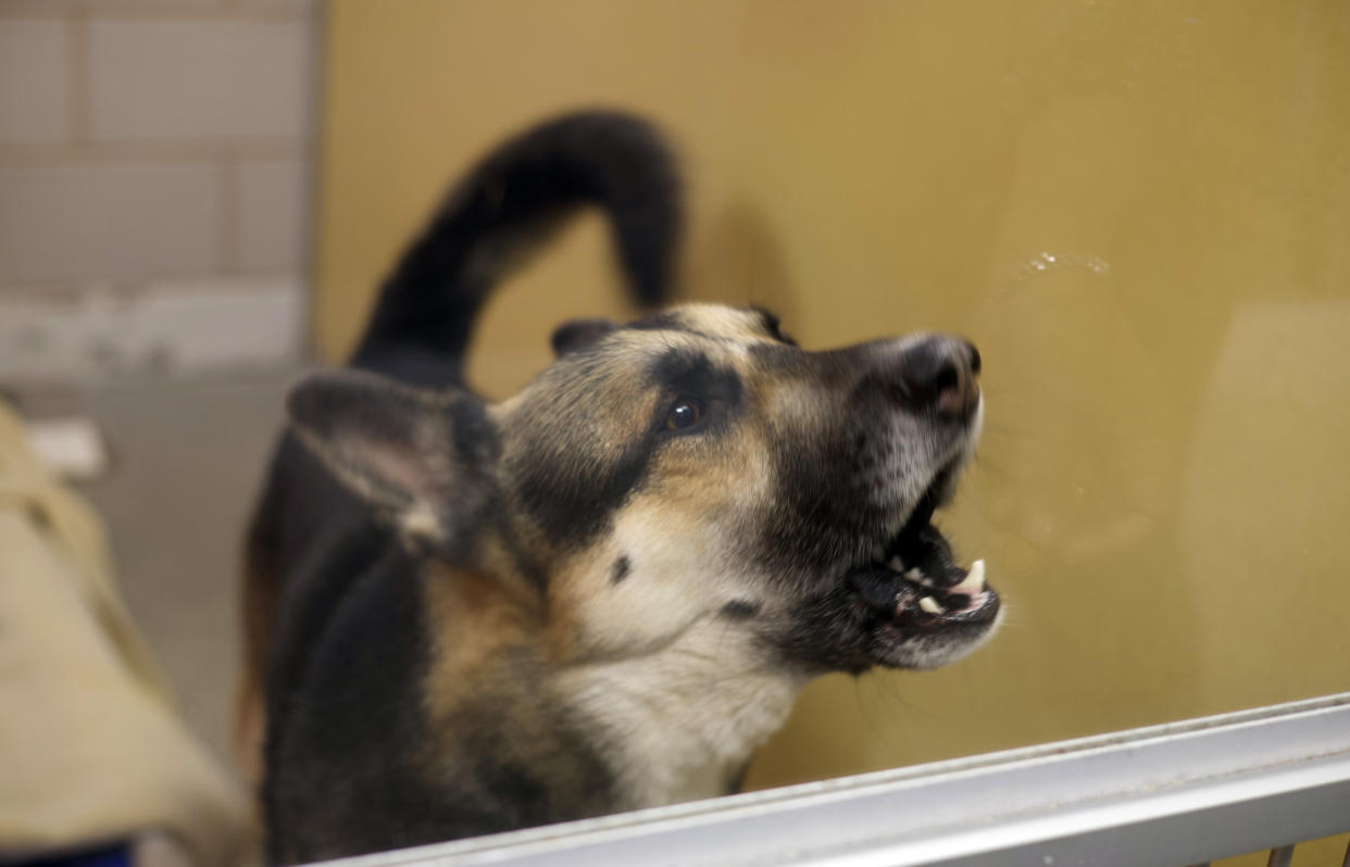 One day Zoey Henry joined Elias Weiss Friedman, The Dogist, at St. Hubert's Animal Welfare Center where she met dogs waiting to be adopted and practiced her photography skills. (Courtesy Zoey Henry)