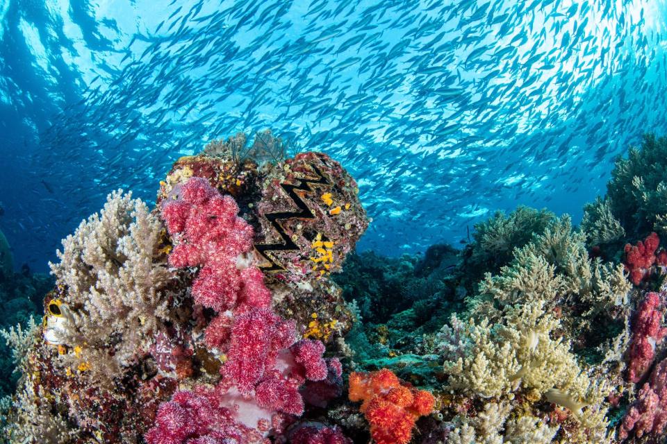 A coral reef in Raja Ampat, Indonesia.