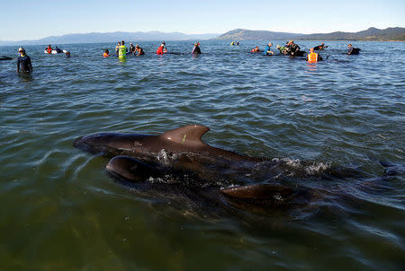 Volunteers try to guide some of the stranded pilot whales still alive back out to sea after one of the country's largest recorded mass whale strandings, in Golden Bay, at the top of New Zealand's South Island, February 11, 2017. REUTERS/Anthony Phelps