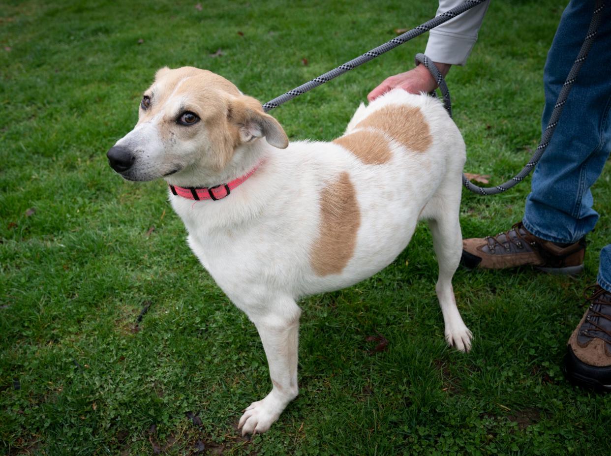 Jack Austin, of Lake Orion, Mich., volunteers at Detroit Animal Welfare Group (DAWG) in Romeo, Mich., pets Xena, a female rescue Canaan dog they have from the West Bank, on Friday, April 12, 2024. Currently, they are working with eight rescue dogs brought to them from the West Bank that are all looking for a good home.