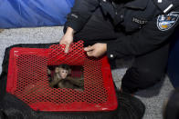 <p>Long-tailed macaque babies are seen inside a basket as police seized a truck smuggling them from Vietnam to China, in Changsha, Hunan province January 8, 2015. Police arrested 11 people on Thursday trying to smuggle at least 100 long-tailed macaques, which is a second grade protected species in China, local media reported. (Photo: Stringer/Reuters) </p>