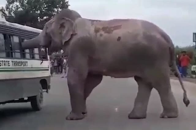 Hungry wild elephant intercepts bus to extort food from driver in east India