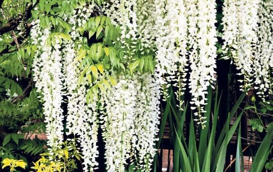 white wisteria best colour scheme garden peaceful oasis white plants flowers uk 2021 expert tips - Gap Gardens 