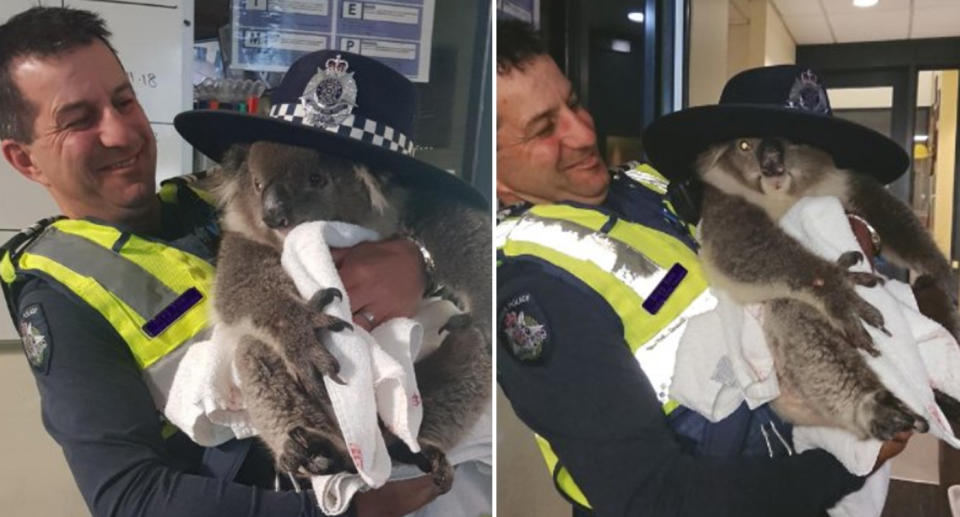 The injured koala with Leading Constable Greg Kew of Warnambool Police Station