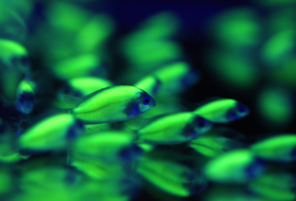 Genetically engineered Archocentrus Nigrofasciatus Var fish glow in a tank under a blacklight while being displayed at the 2010 Taiwan International Aqua Expo in Taipei October 29, 2010. The show features award winning aquatic breeds which will be displayed at the Taipei World Trade Centre from October 29 to November 1. REUTERS/Nicky Loh
