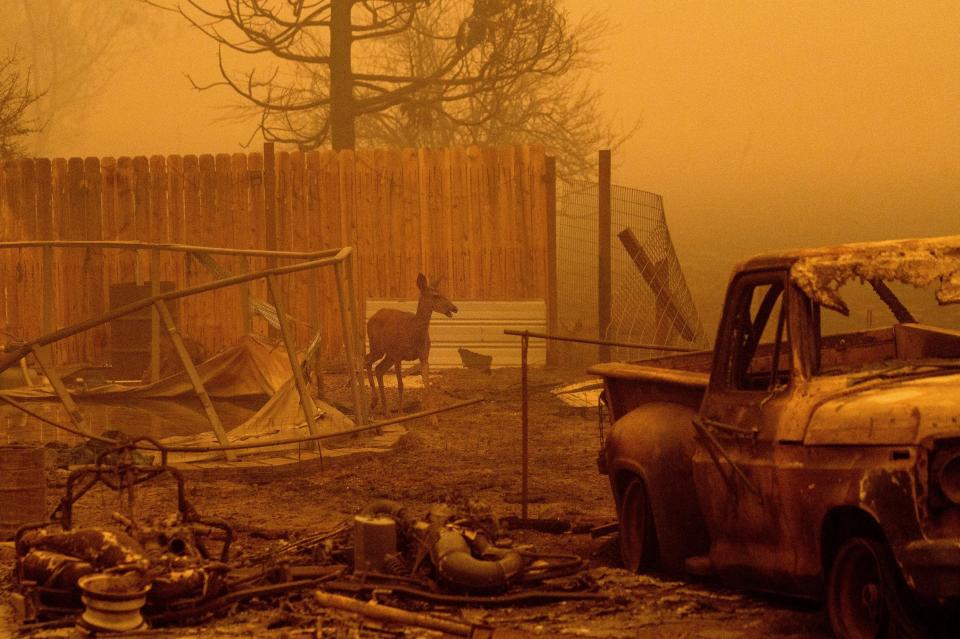 A deer wanders among homes and vehicles destroyed by the Dixie Fire in the Greenville community of Plumas County, Calif., on Friday, Aug. 6, 2021.