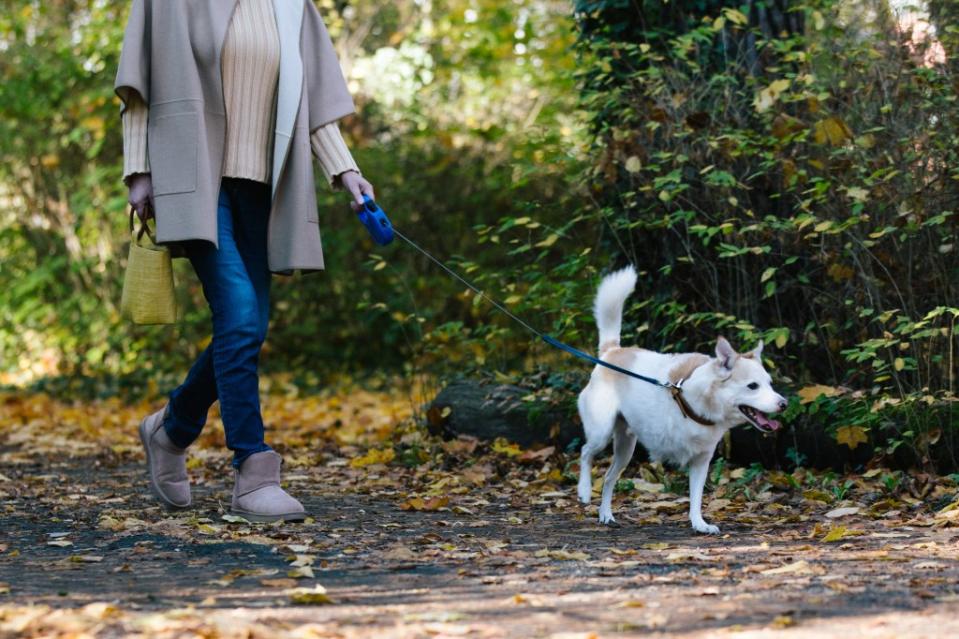 Owner taking a tripawd pooch or tripod dog for a walk. Caring for her three-legged dog.