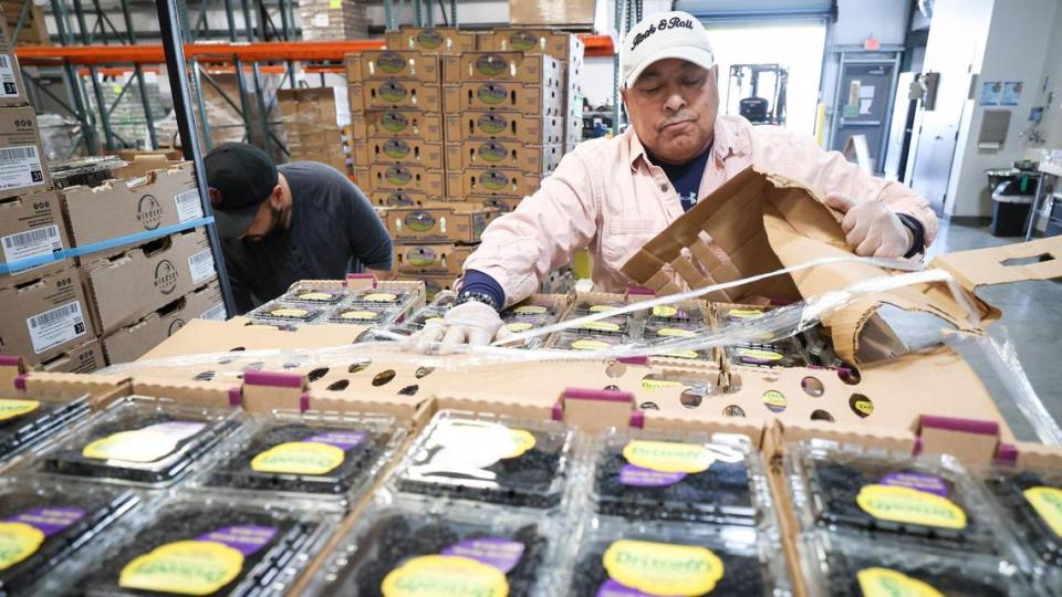 Michael Mabrouk unwraps a pallet of blackberries as the SLO Food Bank as volunteers and staff put together bags of produce on Dec. 5, 2023.