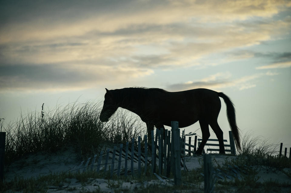 A wild Spanish mustang on an Outer Banks dune in 2011. (Photo: John Greim via Getty Images)