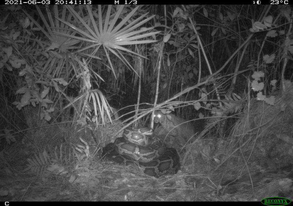 A bobcat was captured on trail camera attacking a Burmese python and destroying its nest in the Florida Everglades.