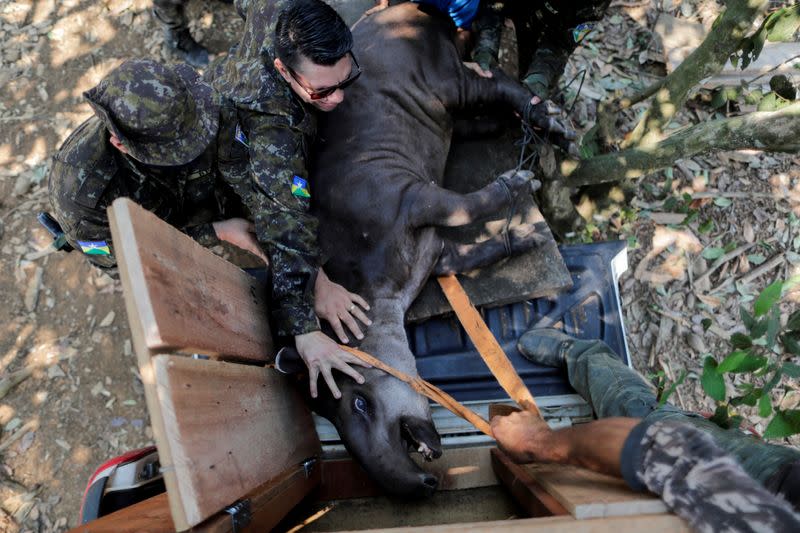 The Wider Image: The mission to save the Amazon's animals