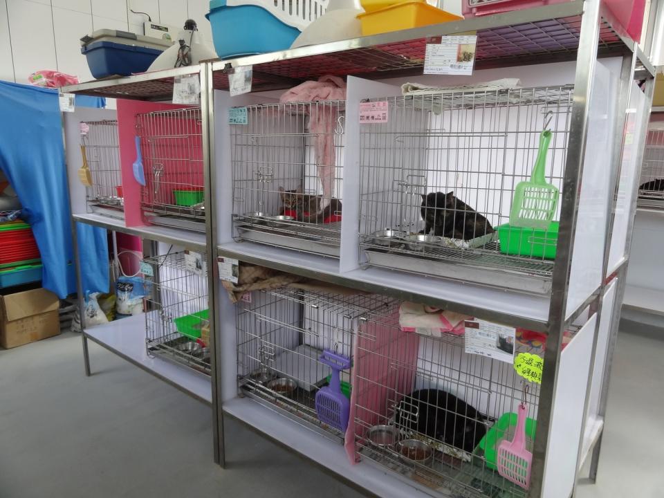 動物之家為了防止貓愛滋病傳播，將貓咪分籠照顧。   圖：新北市動保處提供