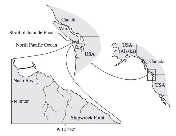 Researchers found the fossil whale off of Washington's Olympic Peninsula, and named the genus after the Strait of Juan de Fuca.