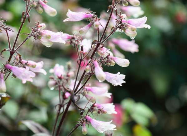 Light pink and white penstemon flowers on long stems.