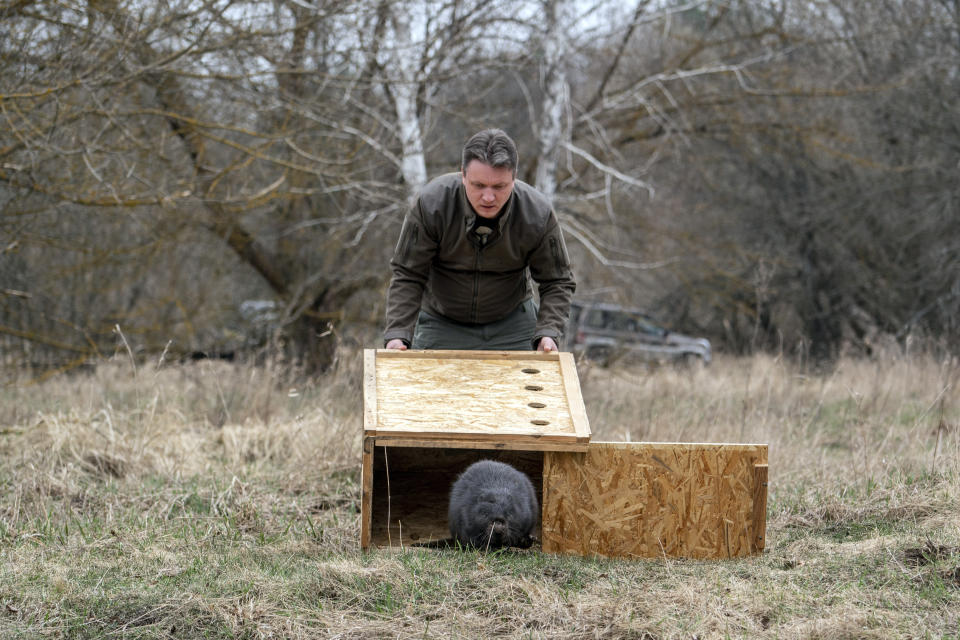 Denis Vishnevskiy, chief of the unit of the Chernobyl Radiation and Ecological Biosphere Reserve, releases a beaver in a forest at the Chernobyl exclusion zone, Ukraine, Tuesday, April 13, 2021. To the surprise of many who expected the area might be a dead zone for centuries, wildlife is thriving: bears, bison, wolves, lynx, wild horses and dozens of bird species. According to scientists, the animals were much more resistant to radiation than expected, and were able to quickly adapt to strong radiation. (AP Photo/Evgeniy Maloletka)