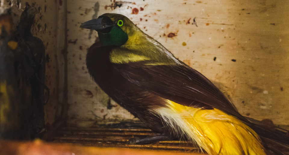 Lesser Bird-of-paradise (Paradisaea minor) in cage after Indonesian navy customs arrested five people who would smuggle protected animals into Malaysia, on 23 March 2019 in Pekanbaru, Indonesia (Photo by Afrianto Silalahi/NurPhoto via Getty Images)