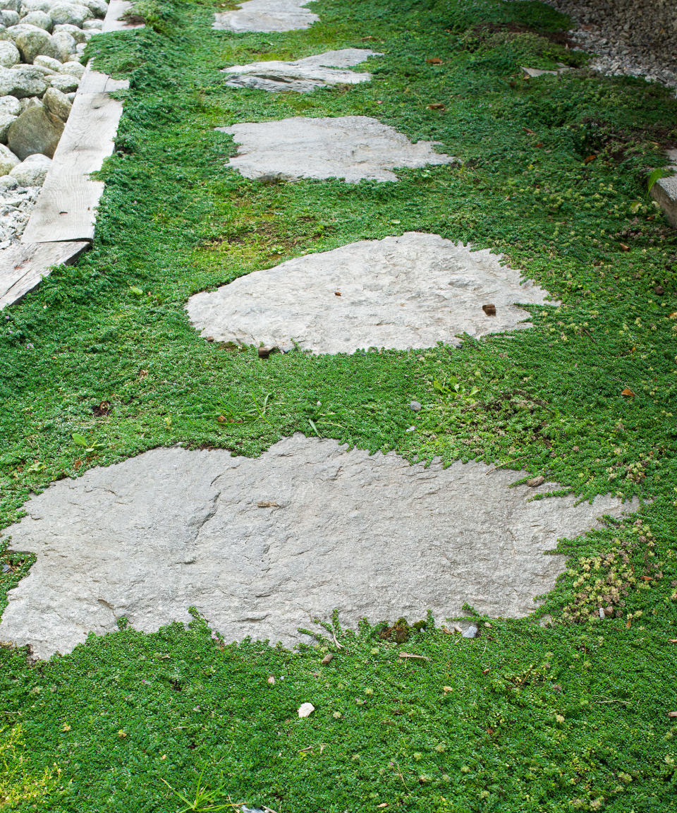 creeping thyme planting in between stepping stones