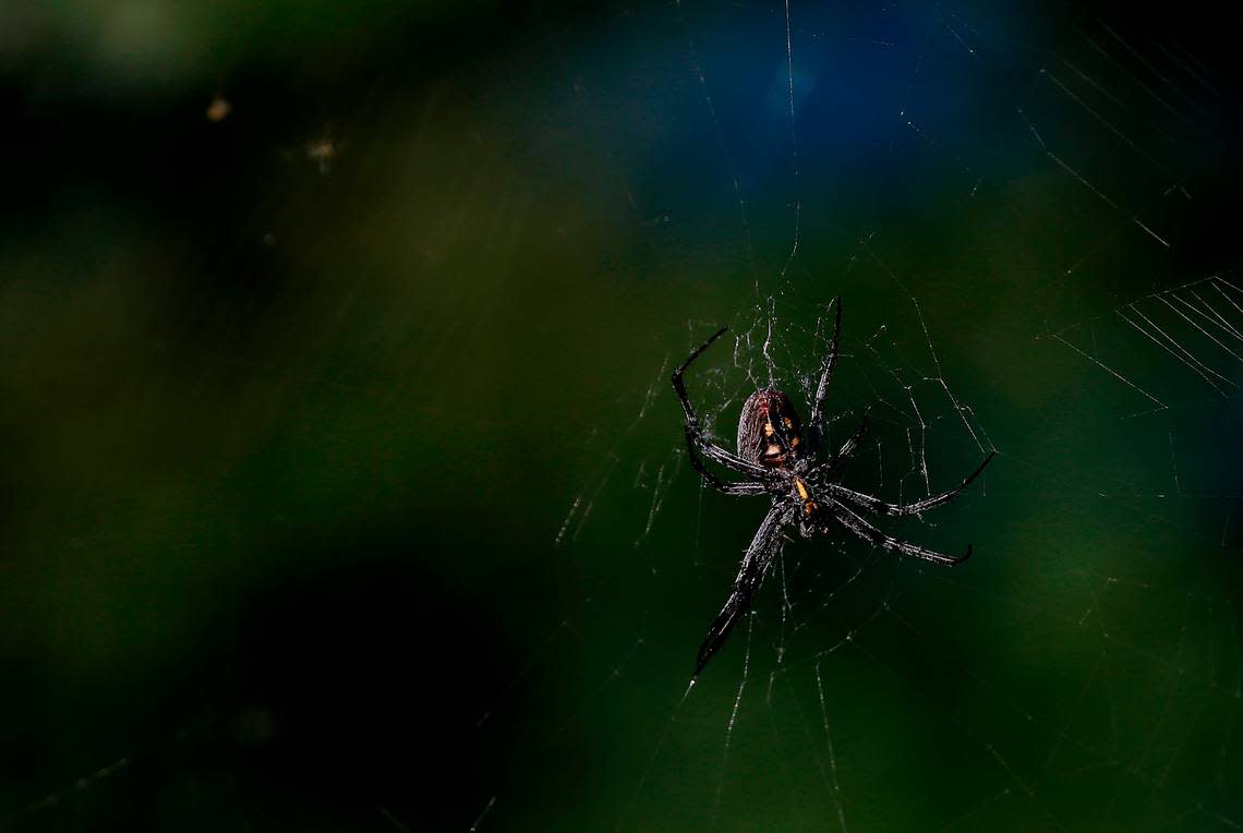 A large spider tends to its web stretched between the trees and shrubs along the causeway to Clover Island along the Columbia River in Kennewick.