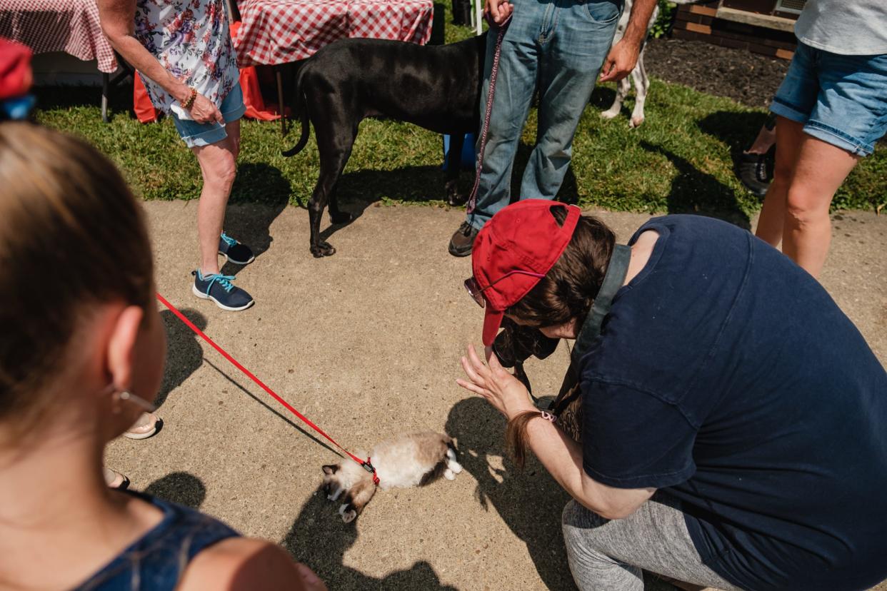 Loki, a kitten owned by Harper Koch, 6, basks in the sunshine while being photographed during the Gnadenhutten Fireworks Festival Pet Contest, Friday, July 1.