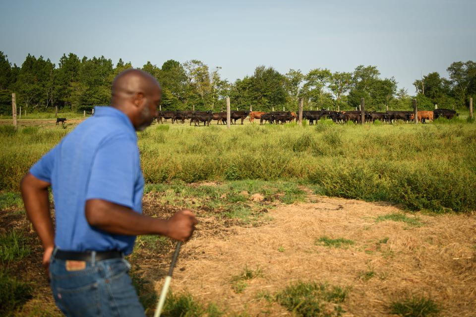 Marvin Frink walks out to his Black Angus cattle, which wait for him at a gate, so he can move them to another pasture for grazing at his family farm in Hoke County, North Carolina.