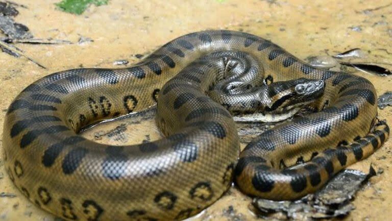 La anaconda verde, la serpiente más grande del mundo recién descubierta