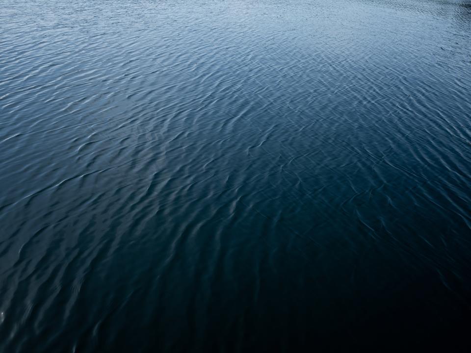 Through photosynthesis, kelp can sequester CO2, taking it out of the atmosphere. According to some studies, kelp forests can hold more carbon than terrestrial forests, and can intervene in issues of ocean acidification.