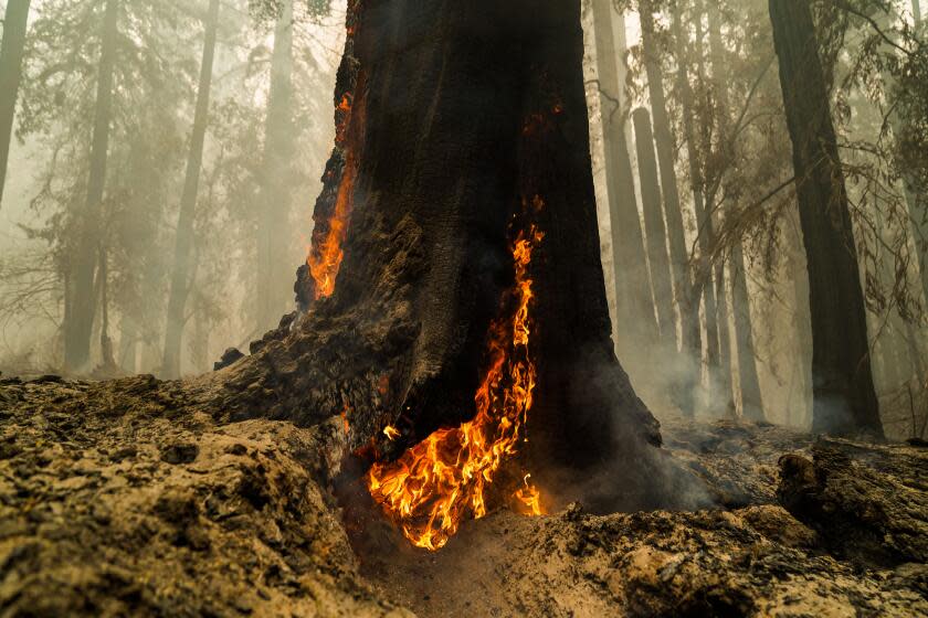 BOULDER CREEK, CA - AUGUST 22: Smoke hangs low in the air at Big Basin Redwoods State Park as some redwoods are still on fire on Saturday, Aug. 22, 2020 in Boulder Creek, CA. The CZU August Lightning complex fires tore through Big Basin Redwoods State Park, decimating the 118-year-old state park - California's oldest. (Kent Nishimura / Los Angeles Times)