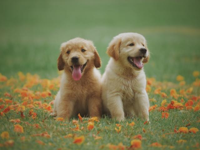 pretty golden retriever