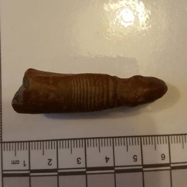 Man finds 'mammoth penis' fossil in Leicestershire