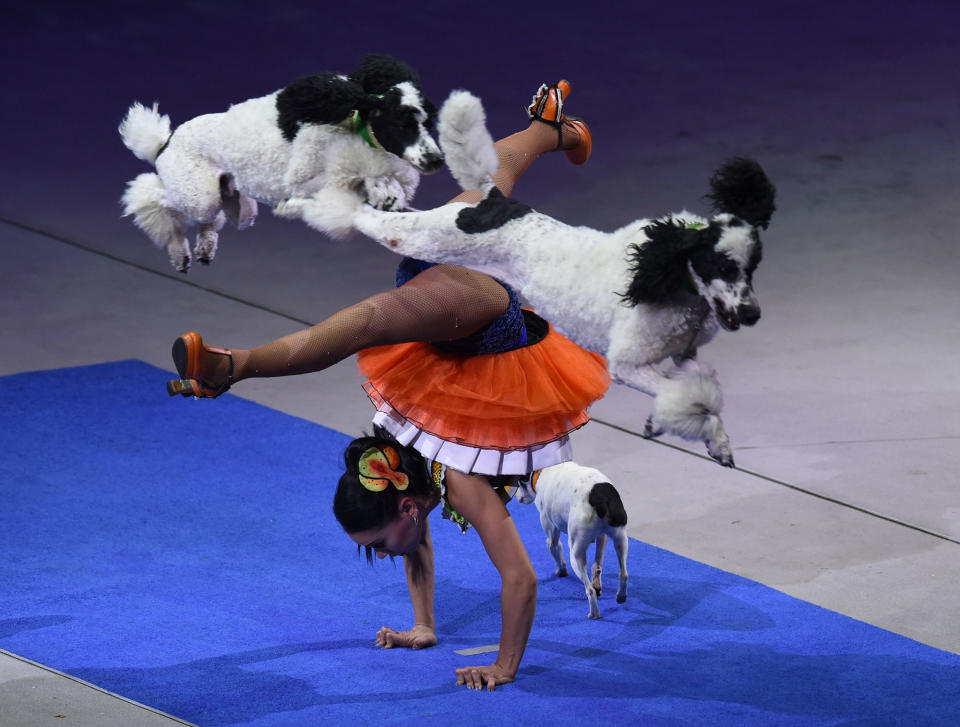 <p>Performers from the Ringling Bros. and Barnum & Bailey Circus stage their final farewell performance May 21, 2017 at the Nassau Veterans Memorial Coliseum in Uniondale, New York, the circus that has entertained crowds for 146 years with its “Greatest Show on Earth”. (Timothy A. Clary/AFP/Getty Images) </p>