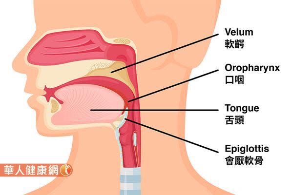 上呼吸道四部位