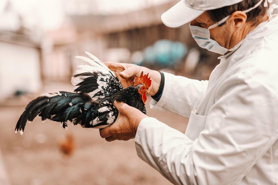 Granjas de pollos pertenecientes a Tyson, en Wilderville, Tennessee, el 2 de noviembre de 2023. (Rory Doyle/The New York Times)