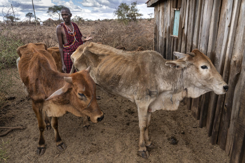 More Maasai are leasing land for farming as they struggle to maintain their herds of cows. (Charlie Hamilton James)
