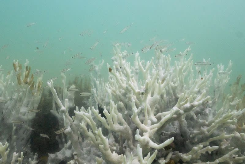 Bleached coral is seen in a reef at the Costa dos Corais in Japaratinga