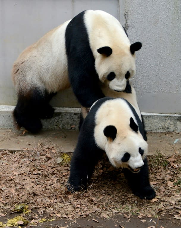 Mother panda takes a well earned rest from her cubs at a zoo in Japan